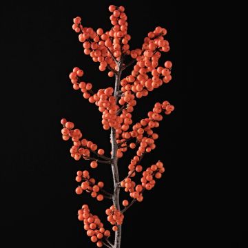 Ilex verticillata Magical Daydream - Winterbes