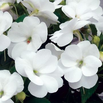 Impatiens hawkeri SunPatiens Vigorous Clear White - Nieuw-Guinea-impatiens