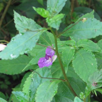Impatiens puberula - Vast vlijtig liesje