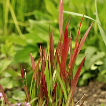 Imperata cylindrica Red Baron - Japans bloedgras