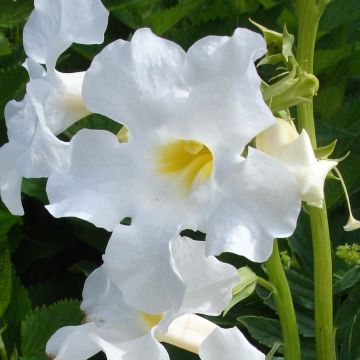 Incarvillea Snowtop - Trompetklokje