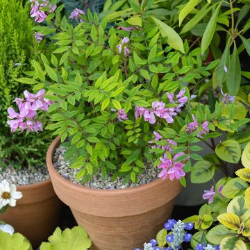 Indigofera heterantha - Indigostruik