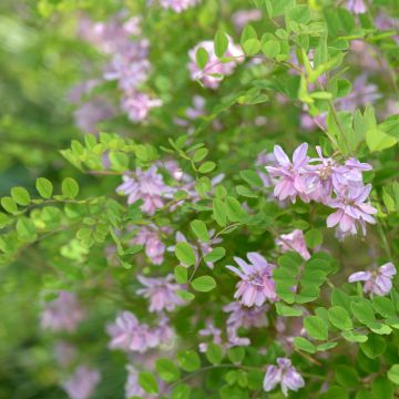 Indigofera kirilowii - Indigoplant