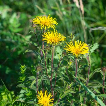 Inula ensifolia - Alant