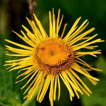 Inula orientalis - Oosterse alant