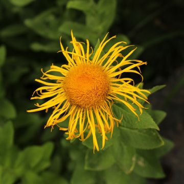 Inula orientalis - Oosterse alant