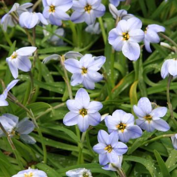 Ipheion Rolf Fiedler - Oude wijfjes