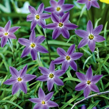 Ipheion uniflorum Froyle Mill - Oude wijfjes