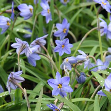 Ipheion uniflorum Jessie - Oude wijfjes