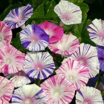 Ipomoea purpurea Carnevale Di Venezia (zaad) - Klimmende winde