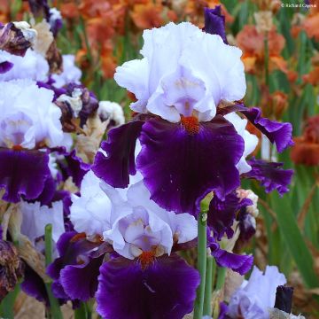 Iris germanica Magnétisme - Baardiris