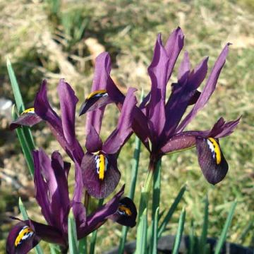 Iris reticulata Dijt - Netiris