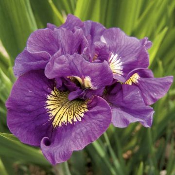Iris sibirica Double Standard - Siberische iris