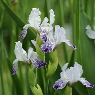 Iris germanica Petit Moment Variegata Reginae - Baardiris