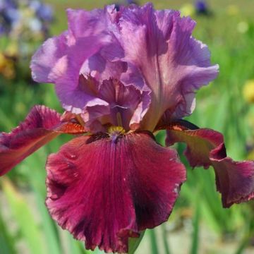 Iris germanica Gamay - Baardiris