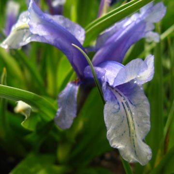 Iris aucheri - Juno-iris