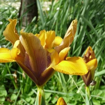 Iris hollandica Bronze Perfection - Hollandse iris
