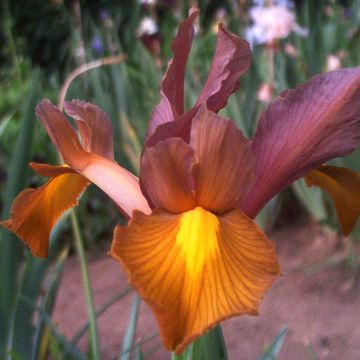 Iris hollandica Bronze Queen - Hollandse iris