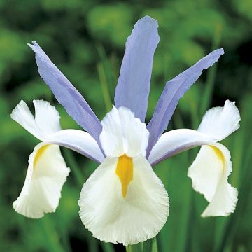 Iris hollandica Silvery Beauty - Hollandse iris