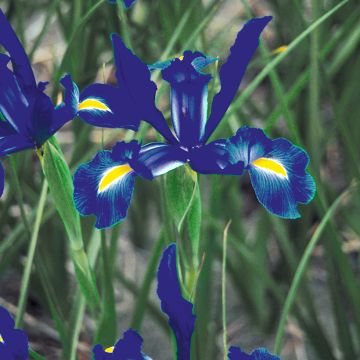 Iris hollandica Telstar - Hollandse iris