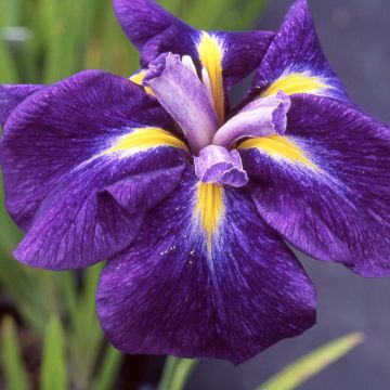 Iris ensata Iedo Mishiski - Japanse iris