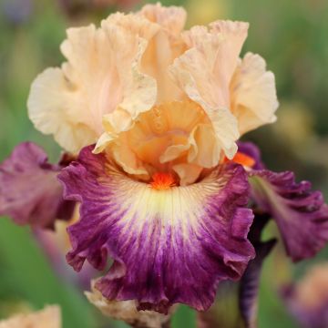 Iris germanica Abondante Floraison - Baardiris