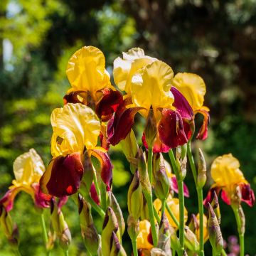 Iris germanica Accent Variegata - Baardiris