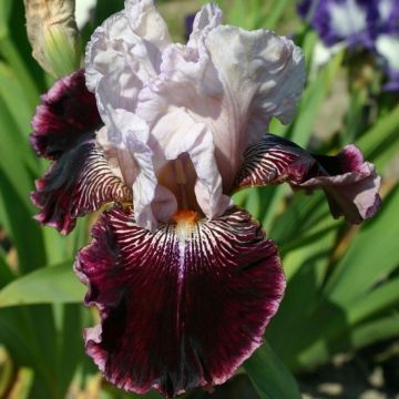 Iris germanica Amethyst Dancer - Baardiris