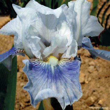 Iris germanica Antarctique - Baardiris