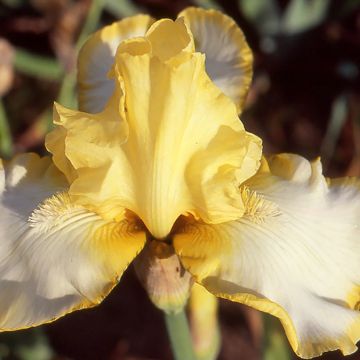 Iris germanica Antique Ivory - Baardiris