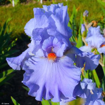 Iris germanica Baie des Anges - Baardiris