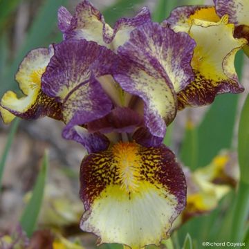 Iris germanica Banded Tiger - Iris des Jardins Lilliput