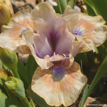 Iris germanica Be My Angel - Baardiris Lilliput