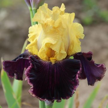 Iris germanica Beauté De Sologne - Baardiris