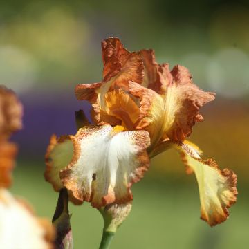 Iris germanica Belvi Queen - Baardiris