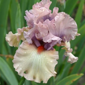 Iris germanica Bewitchment - Baardiris