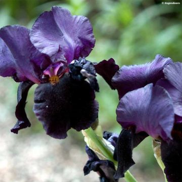 Iris germanica Black Dragon - Baardiris