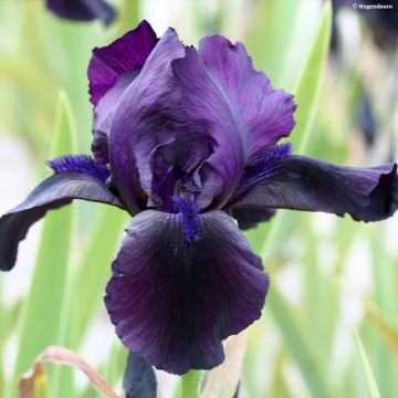 Iris germanica Black Watch - Baardiris