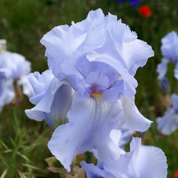 Iris germanica Blue Sapphire - Baardiris