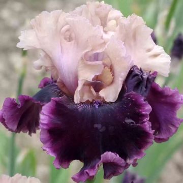 Iris germanica But Darling - Baardiris