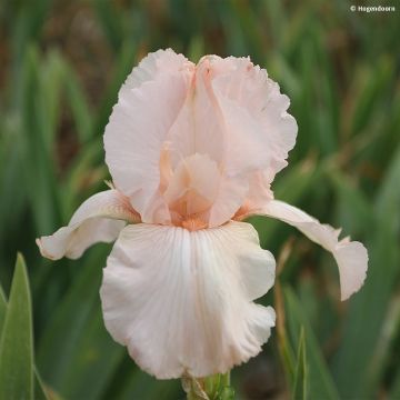 Iris germanica Cherished - Baardiris