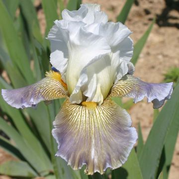 Iris germanica Ciel Gris sur Poilly - Baardiris