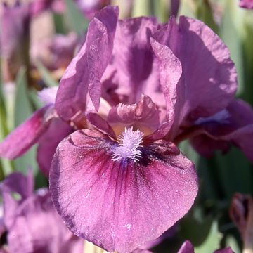 Iris germanica Color me Rose Lilliput - Baardiris