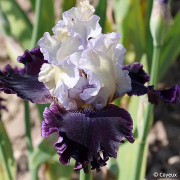 Iris germanica Conspiration - Baardiris