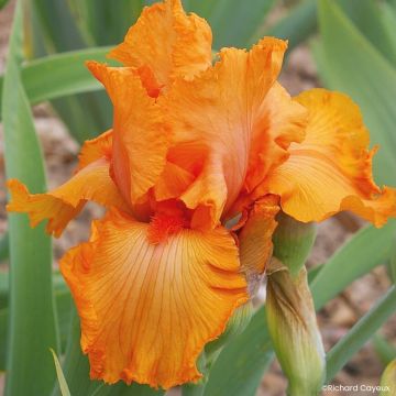 Iris germanica Coup de Soleil - Baardiris