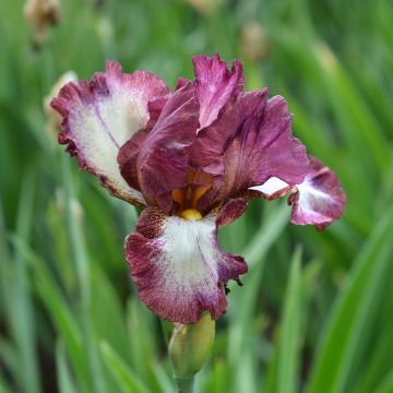 Iris germanica Crinoline - Baardiris