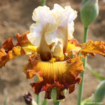Iris germanica Daniel Collin - Baardiris