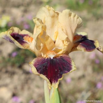 Iris germanica Dazzle Me - Baardiris Lilliput