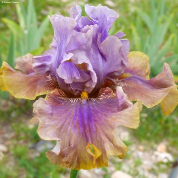 Iris germanica Déguisement - Baardiris