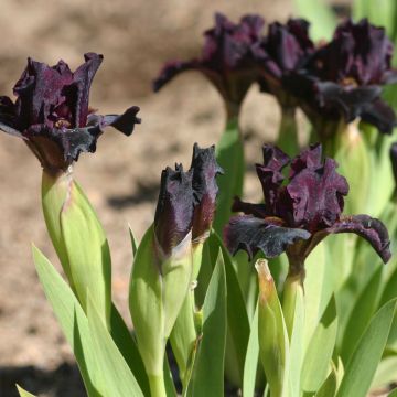 Iris germanica Devil Baby - Baardiris Lilliput